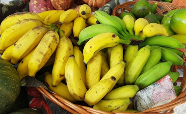 Pedidos de mudas de banana gratuitas podem ser feitos até o mês de agosto