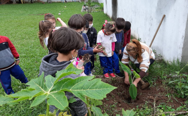 Mudas de banana são doadas para as escolas municipais de Criciúma