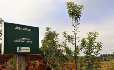 Dia da Árvore: setor imobiliário também contribui com o meio ambiente