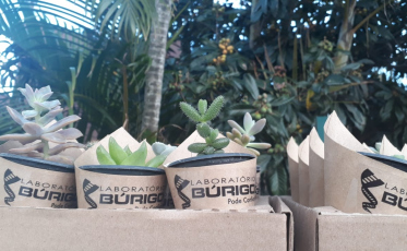 Laboratório Búrigo distribui suculentas e chama a atenção para a sustentabilidade 