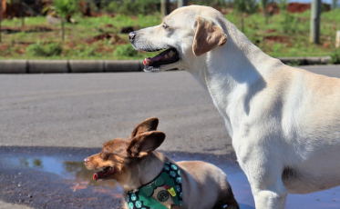Até onde os pets podem influenciar na compra de um imóvel?