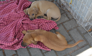 Morro da Fumaça lança campanha para auxílio da causa animal