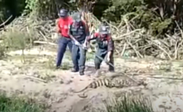Bombeiros e PM socorrem jacaré que tinha anzol preso à boca