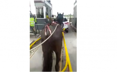 Inusitado: condutor de carroça 