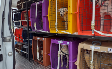 Mutirões de castração do Núcleo de Bem Estar Animal já somam 76 animais operados