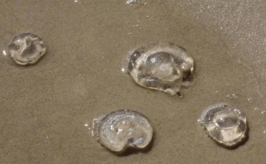Águas-vivas voltam a fazer vítimas em praias do sul catarinense