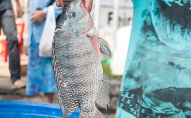 Içara terá Feira do Peixe Vivo a partir desta sexta-feira  