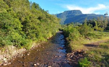Projeto Restaura Veneza visa preservar recursos florestais e hídricos
