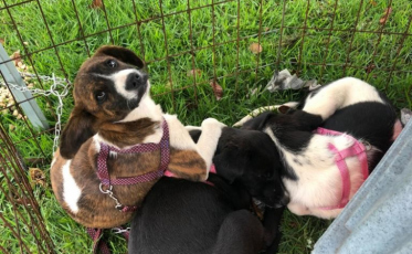Feira de Adoção acontece neste sábado no Nações Shopping 