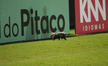 Incidência de animais no Heriberto Hülse é estudada pela Unesc