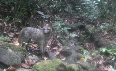 Diretoria de Meio Ambiente promove ações com foco na preservação de espécies da fauna nativa