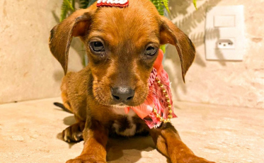 Fim de semana com feira de adoção de animais no Criciúma Shopping