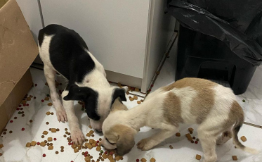 Sábado com feira de adoção animal no centro de Içara