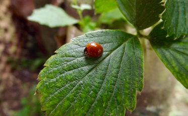 Semana do Meio Ambiente de Criciúma encerra com Eco Festival neste domingo