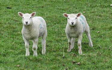 O mundo descobriu o crediário