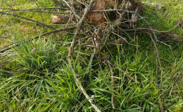 Saiba de quem é a responsabilidade em casos de recolhimento de árvores em Criciúma