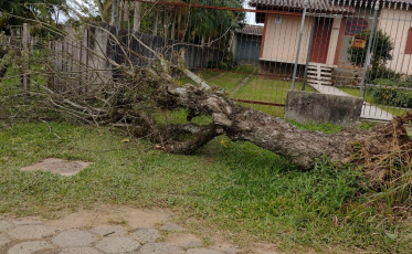 Saiba de quem é a responsabilidade em casos de recolhimento de árvores em Criciúma