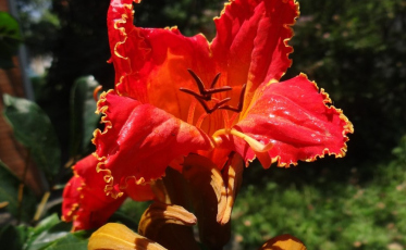 Morro da Fumaça: Fumaf determina corte de árvore que causa intoxicação de abelhas