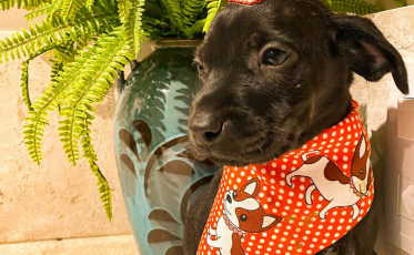 Feira de adoção de animais do Criciúma Shopping chega na 7ª edição de 2022