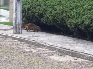 Foto: Divulgação/ Decom