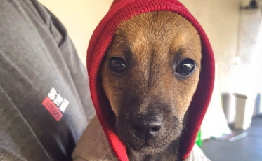 Sábado é dia de feira de adoção de animais no Criciúma Shopping