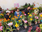Sucesso marca a 1ª Exposição de Orquídeas de Urussanga