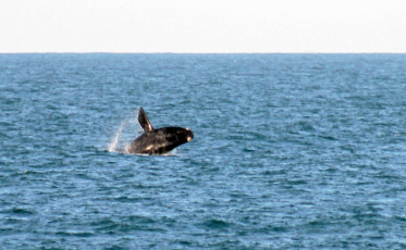 Rota da Baleia Franca recebe operadoras de turismo de cinco estados