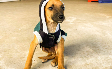 Criciúma Shopping realiza 9ª feira de adoção de animais do ano