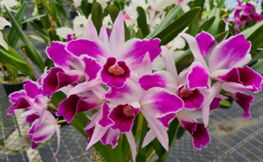 Urussanga: 2ª Exposição de Orquídeas acontece em dezembro 