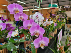 Exposição de Orquídeas colore Urussanga neste fim de semana 