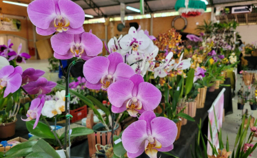 Exposição de Orquídeas colore Urussanga neste fim de semana 