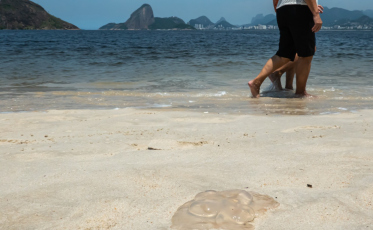 Professora da Unesc explica os perigos, a origem e o comportamento das águas-vivas