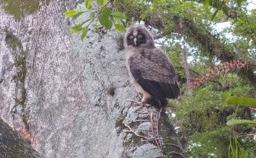 Espécies nativas de animais silvestres aparecem no Parque Astronômico de Criciúma