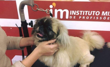 Governo de Siderópolis disponibiliza curso gratuito de auxiliar de veterinário