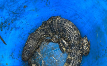 Jacaré é resgatado em Jaguaruna (VÍDEO)