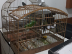 Aves silvestres são encontradas dentro de veículo em Criciúma