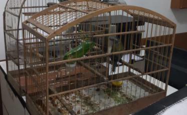 Aves silvestres são encontradas dentro de veículo em Criciúma
