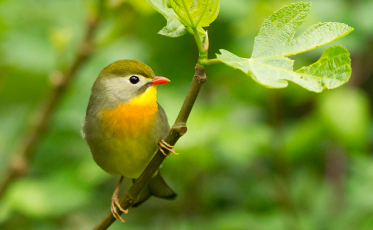 Diretoria de Meio Ambiente de Criciúma abre inscrições para 6ª Concurso Fotográfico