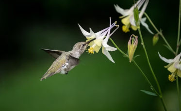 Aberta votação popular do Concurso Fotográfico da Diretoria de Meio Ambiente de Criciúma