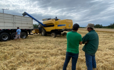 Trigo em Içara: diversificando a agricultura local
