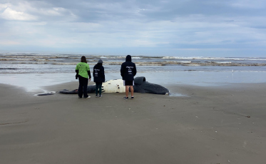 Filhote de baleia-franca é encontrado morto em Balneário Arroio do Silva 