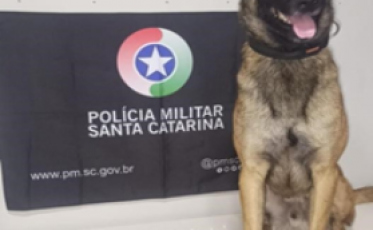 Em Araranguá, cão farejador localiza 100 pedras de crack em telhado 