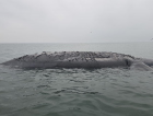Baleia-franca é encontrada morta no Sul de SC