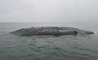 Baleia-franca é encontrada morta no Sul de SC