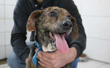 Núcleo do Bem-estar Animal de Criciúma promove Feira de Adoção para cães idosos e com deficiência