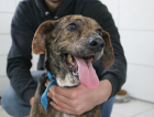 Cães deficientes e idosos vão a adoção neste sábado
