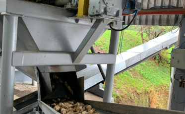 Mandioca do Sul Catarinense lidera mercado de tapiocas no Sul