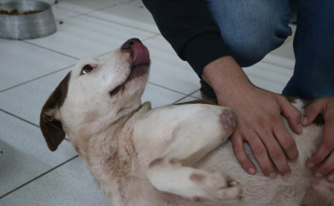 Criciúma realiza primeira feira de adoção de 2025