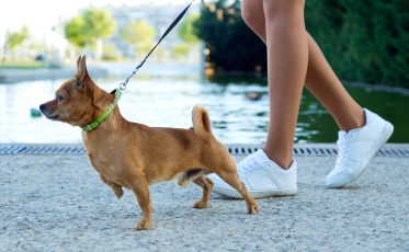 Cãominhada de Morro da Fumaça acontece neste domingo