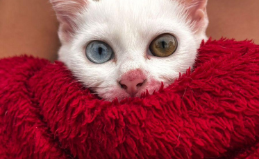 Siderópolis faz censo inédito de cães e gatos e amplia castrações gratuitas